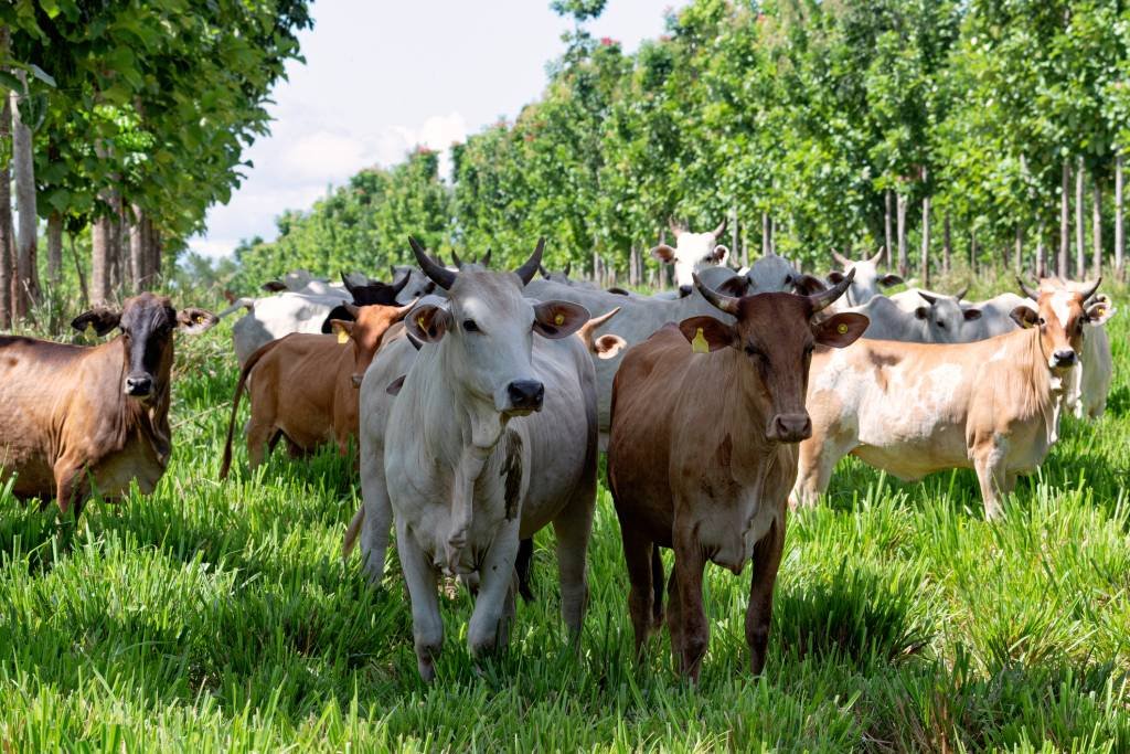 É possível diminuir a produção do gás metano nos bovinos?