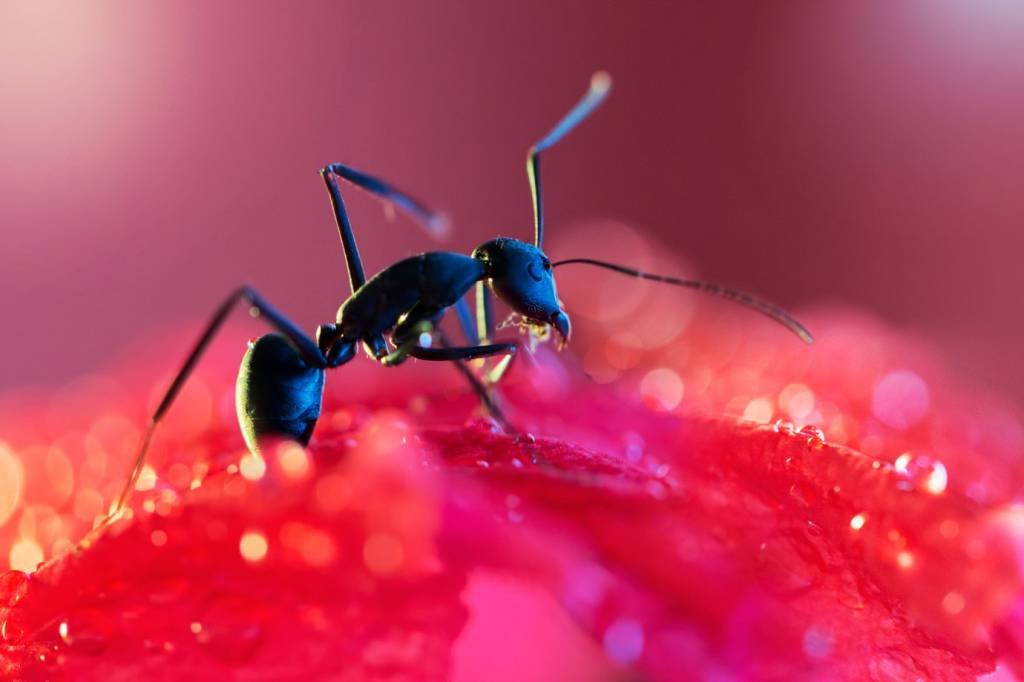 Formigas podem ‘farejar’ câncer e ajudar no diagnóstico, diz estudo