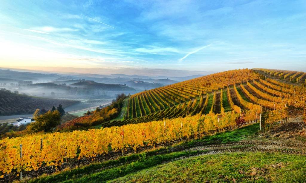 O vinho do Piemonte que conquistou Philippe de Nicolay Rothschild
