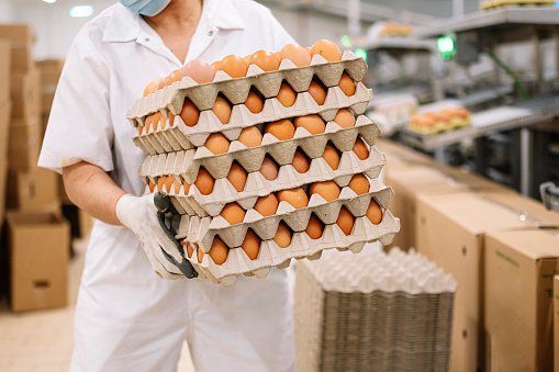 Brasil bate recorde de exportação de ovos (Getty Images/Getty Images)