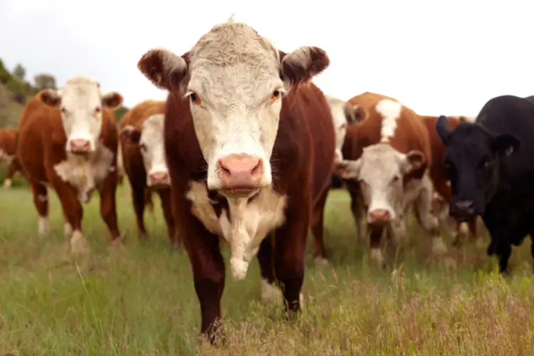 Super boi vira centro de atenções na Agrishow 2022, maior feira de agro do país (Getty Images/Getty Images)