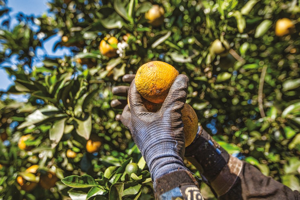 Branding e Agro: um campo aberto de possibilidades