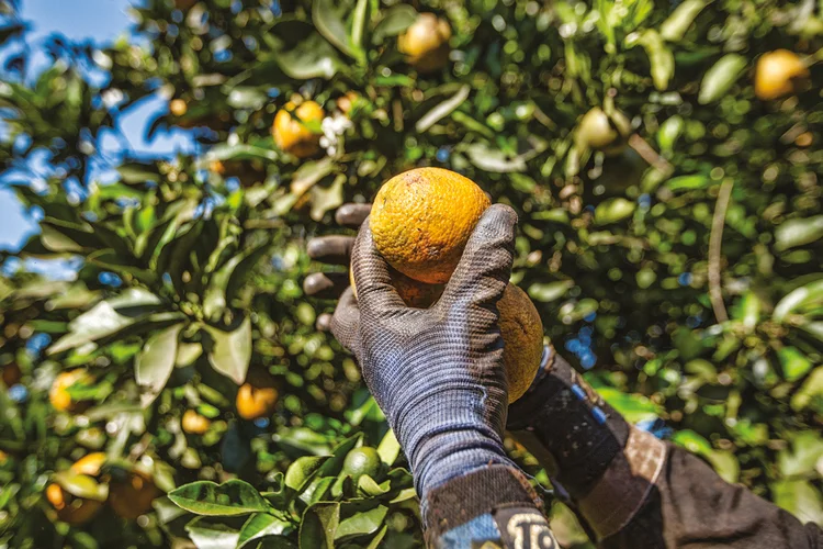 Fazenda no Brasil: setor do agronegócio precisará de 170 bilhões de reais ao ano (iStock/Getty Images)