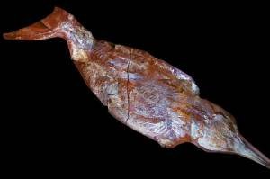 Ictiossauros encontrado na Suíça Ictiossauros encontrado na Suíça