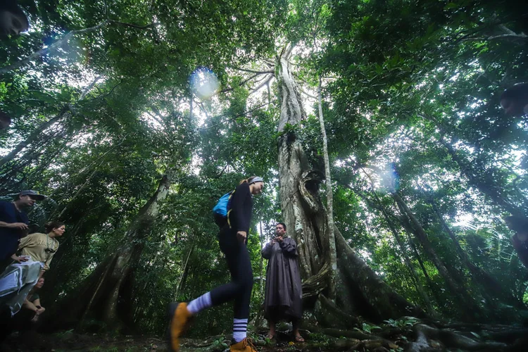 Estudo: árvores da Amazônia dão sinais sobre capacidade de absorção de metano (Leandro Fonseca/Exame)