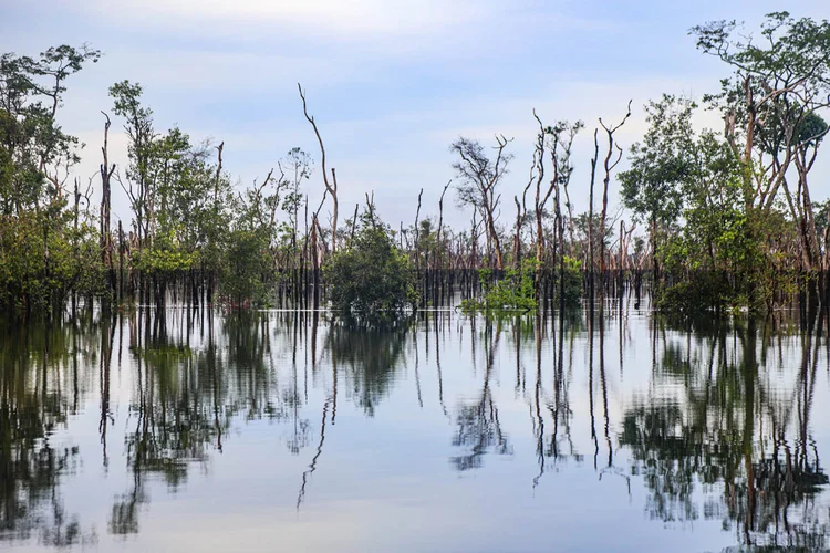 Esse efeito cascata ocorre porque as árvores contribuem para a precipitação regional "reciclando" a umidade atmosférica (Leandro Fonseca/Exame)