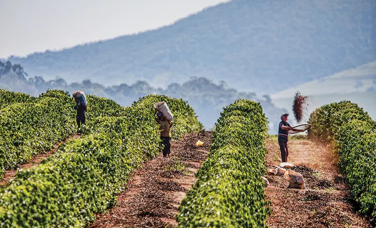 Plantações de café são um dos exemplos de financiamento feitos pelos Fiagros e atraem investidores de longo prazo (Victor Moriyama/Bloomberg/Getty Images)