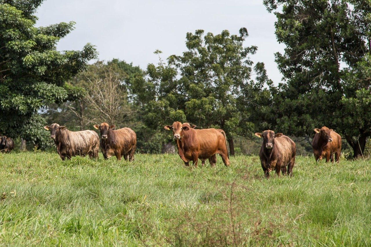 Após um mês de suspensão, carne brasileira voltará a ser exportada para China