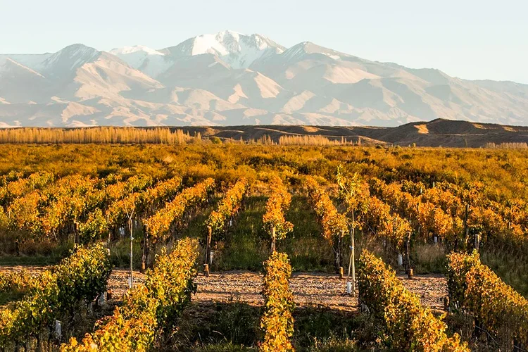 Terrazas de los Andes: vinhos malbec de reconhecimento mundial (Terrazas de los Andes/Divulgação)