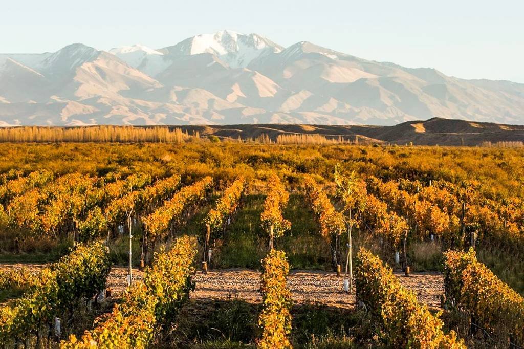 Por que hoje se comemora o dia mundial do malbec?