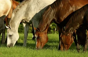 Em caso inédito, ração tóxica causa a morte de 284 cavalos, diz Ministério da Agricultura