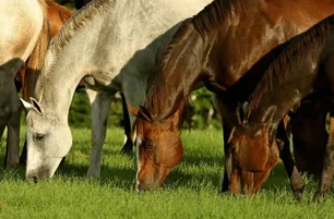 Imagem referente à matéria: Em caso inédito, ração tóxica causa a morte de 284 cavalos, diz Ministério da Agricultura