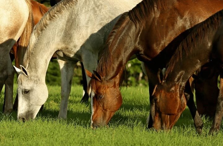 No 'turfe' de equinos, Quarto de Milha está na frente no Brasil