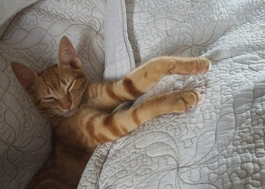 A gata Fiorella - Por que os gatos dormem tanto? (Maria Luiza Maganha Bernardes/Exame)