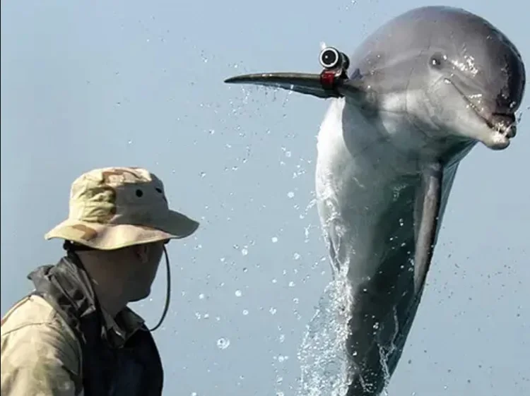 Nesta foto da Marinha dos EUA, o sargento Andrew Garrett observa o golfinho K-Dog saltar da água enquanto treinava perto do Golfo Pérsico em 2003 (U.S Navy/Getty Images)