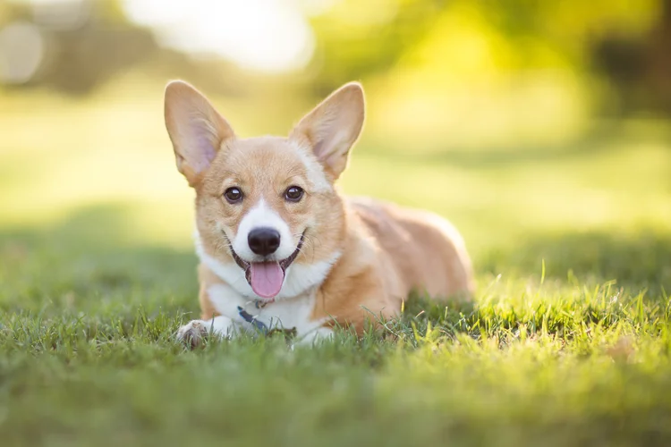 Pets: lei protege cães e gatos de abusos (Purple Collar Pet Photography/Getty Images)