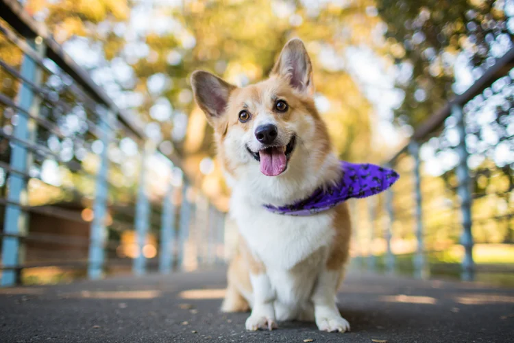 98% dos tutores defendem mudanças na legislação: 60% apoiam a permissão apenas para fogos silenciosos (Purple Collar Pet Photography/Getty Images)