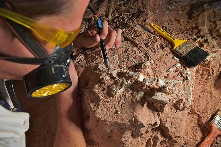 Paleontólogo examina um fóssil de dinossauro do período Triássico (cerca de 250 milhões a 200 milhões de anos atrás) no Brasil (Carl de Souza/AFP/Getty Images)