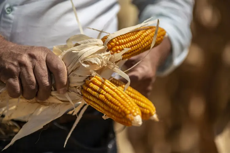 Colheita de milho em fazenda em Correntina, na Bahia (Dado Galdieri/Bloomberg/Getty Images)