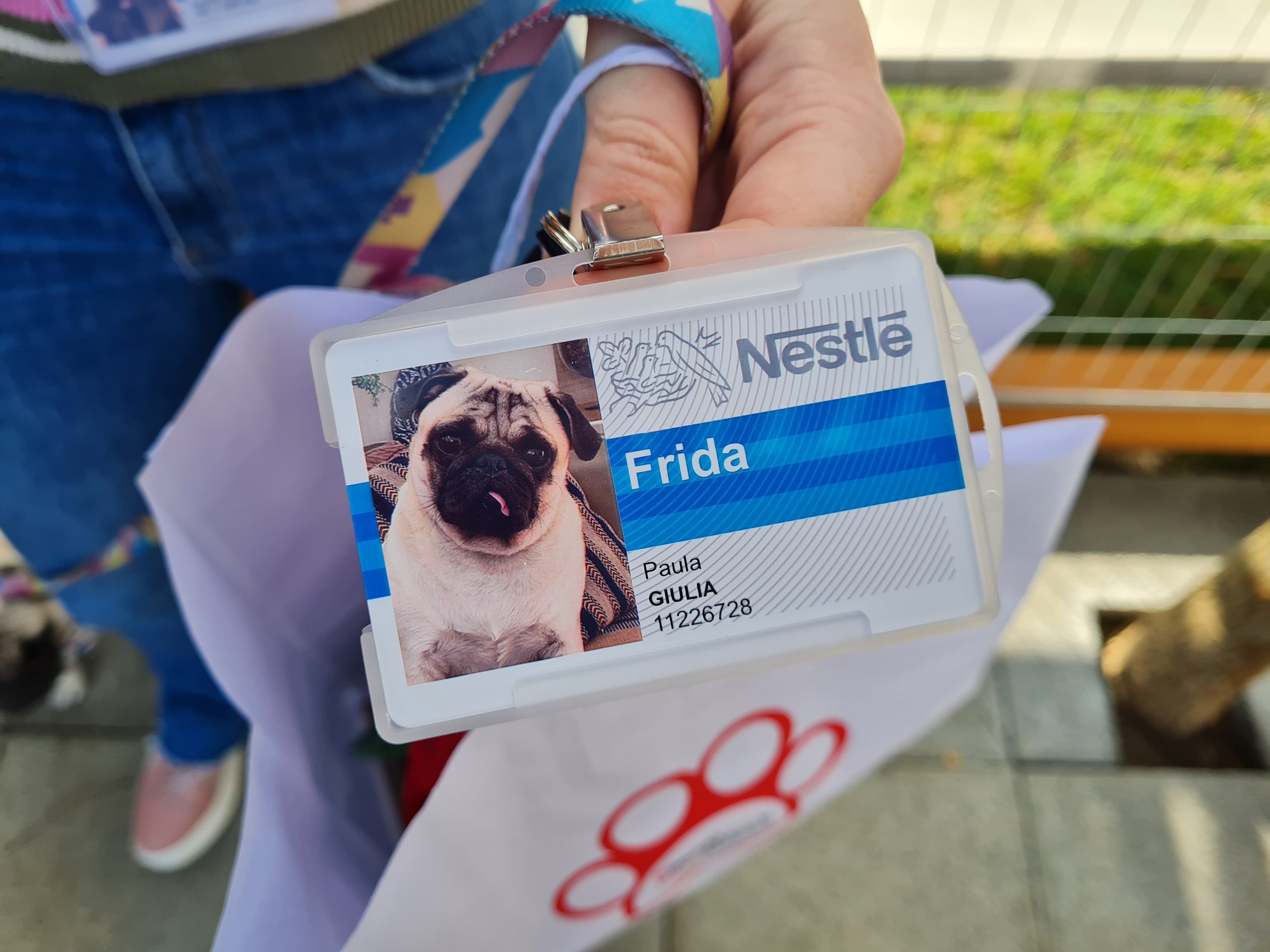 Crachá da pug Frida, na sede da Nestlé em São Paulo