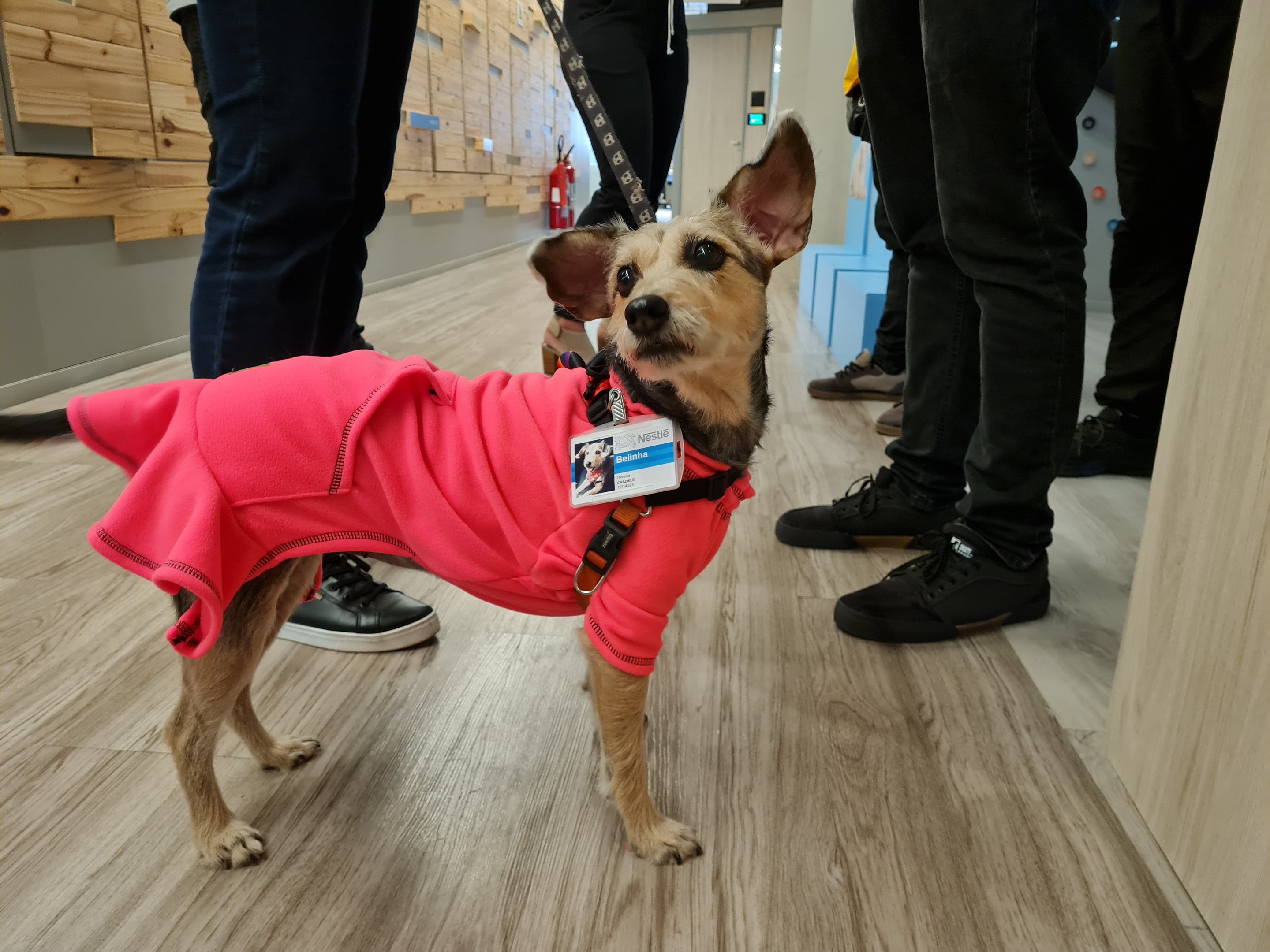 Pet chega ao escritório da Nestlé para um dia de trabalho
