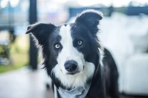 Tenho um cachorro grande. O condomínio pode restringir o tamanho do animais de estimação?