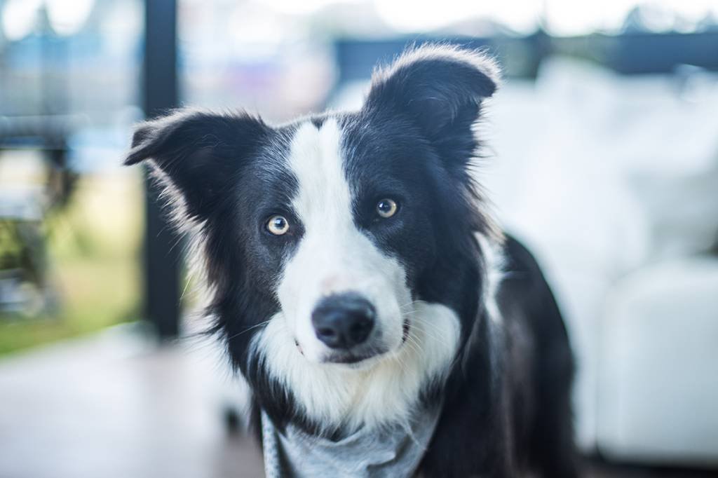 Intoxicação de cães: Bassar Pet Food amplia recall de produtos ; saiba quais