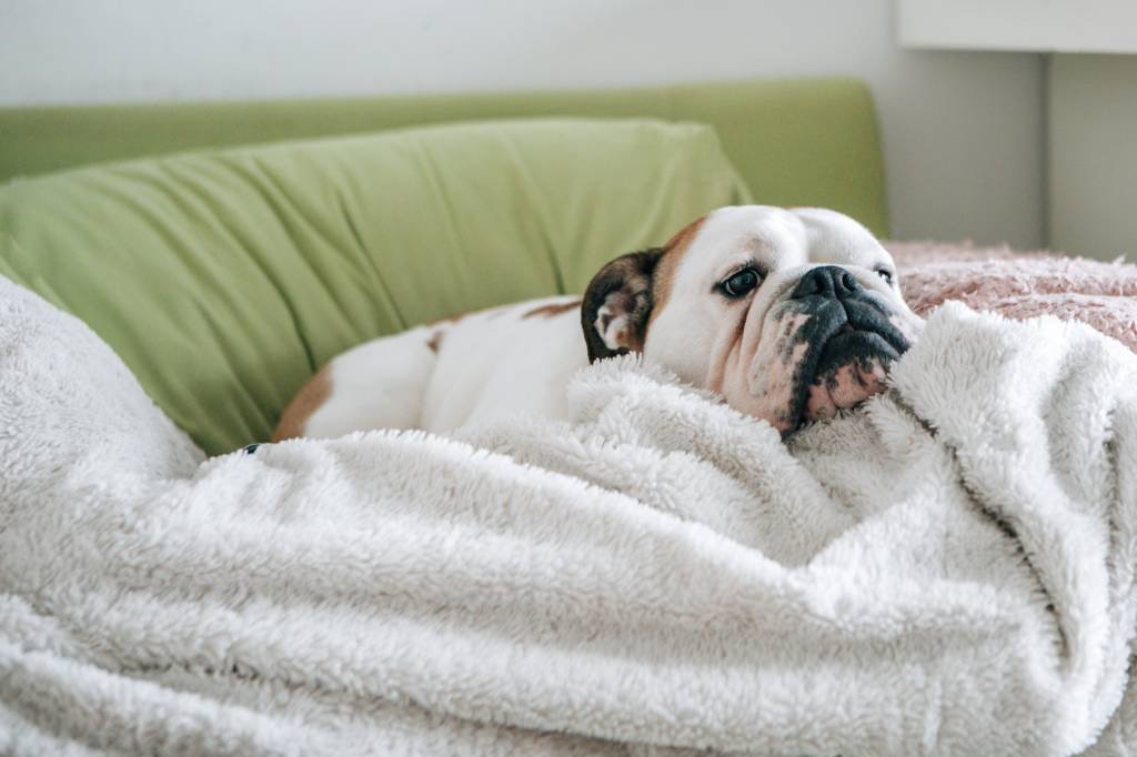 Bulldogue se esquentando com cobertor