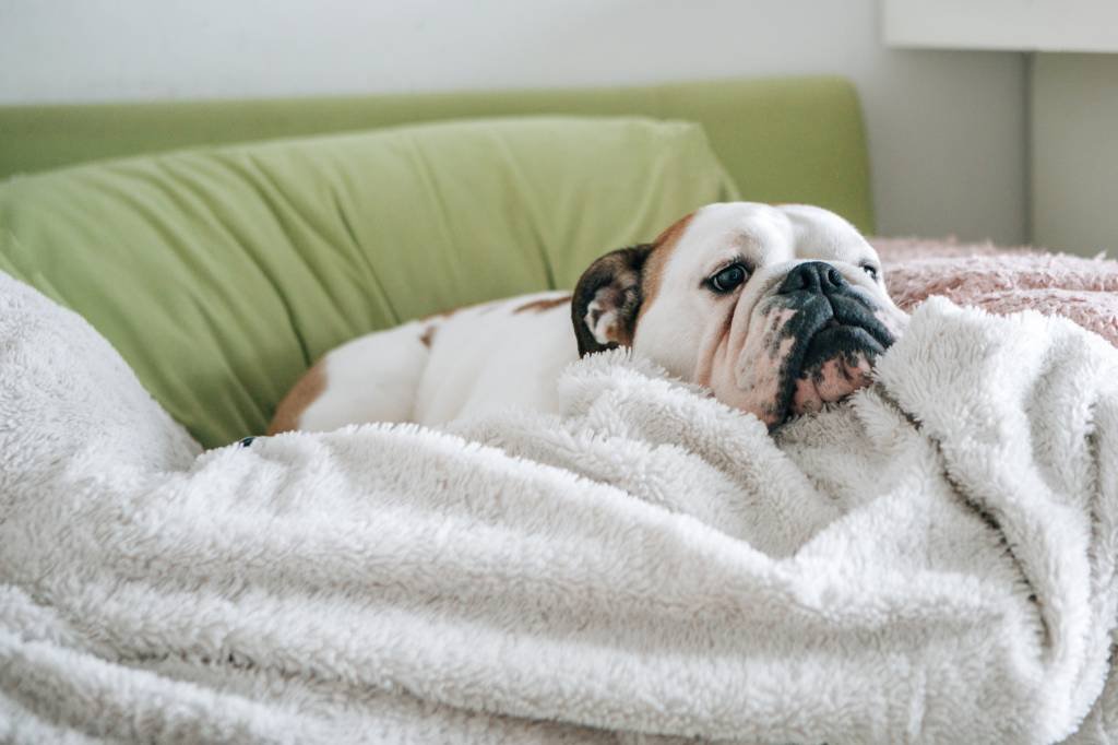 Sick young puppy Bulldogue se esquentando com cobertor