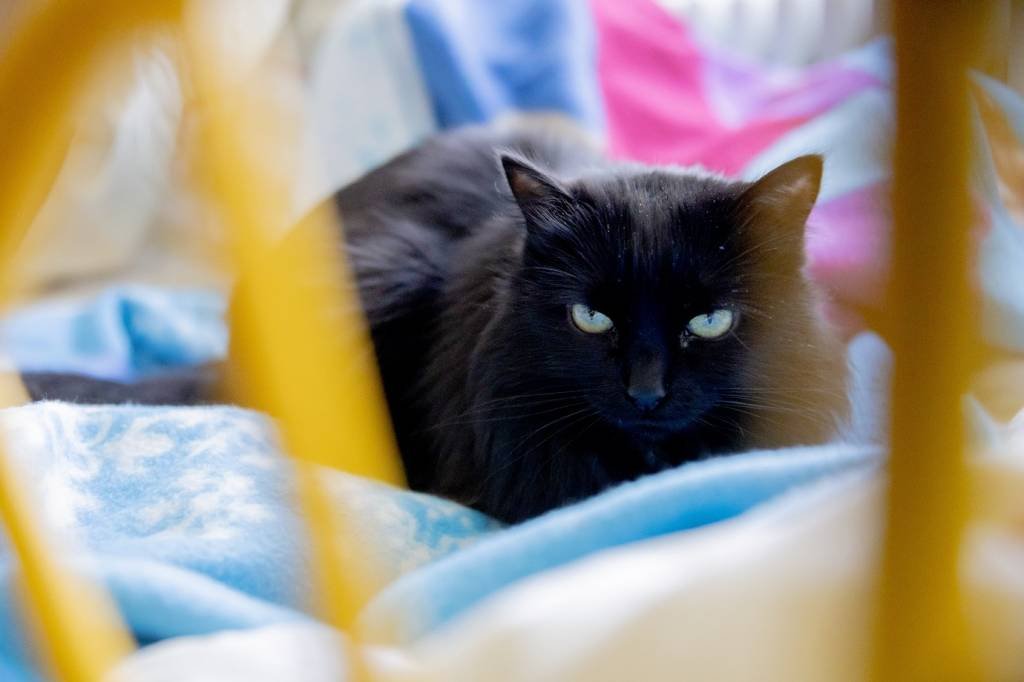 Por desinformação, gatos pretos ainda sofrem preconceito para adoção (Getty Images/Christoph Soeder/picture alliance)