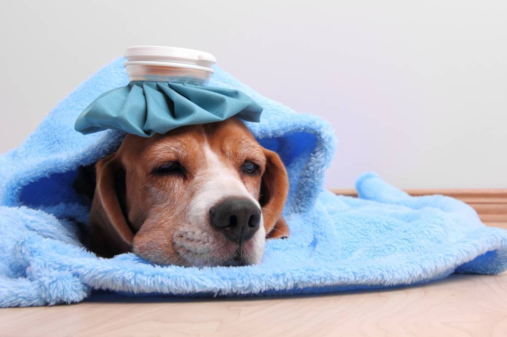 Cão com cobertor e bolsa de água quente na cabeça