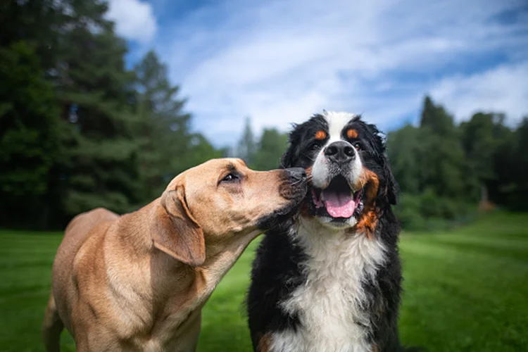 Nomes de pets: veja as melhores opções (Getty Images/Getty Images)