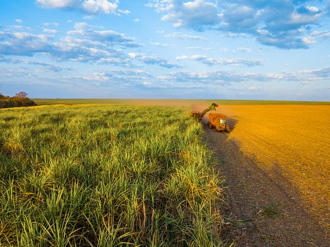 Economia circular: subproduto da cana-de-açúcar pode reduzir dependência de fertilizantes importados