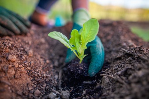 Frio pode afetar o cultivo de hortaliças (Getty Images/Getty Images)