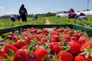 Imagem referente à matéria: O que o morango do amor e a inteligência artificial têm em comum?