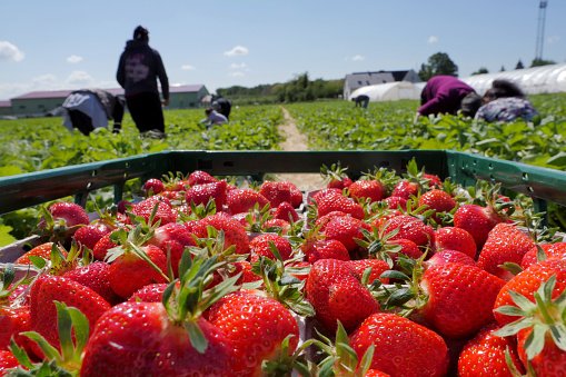 Solução da agtech é utilizada no cultivo de frutas como o morango e grãos (Getty Images/Getty Images)