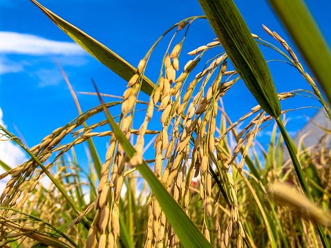 Cultivo de arroz no Rio Grande do Sul: é esperada quebra de safra (Getty Images/Getty Images)