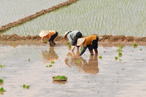Plantação de arroz no Vietnã, na Ásia: pânico global pode desencadear aumento de preço do alimento (Getty Images/Getty Images)