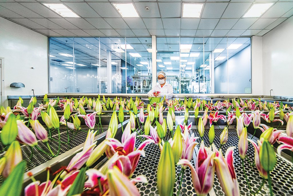 Sala dos lírios na fábrica do Grupo Boticário: produção do óleo essencial para a fragrância Lily. (Leandro Fonseca/Exame)