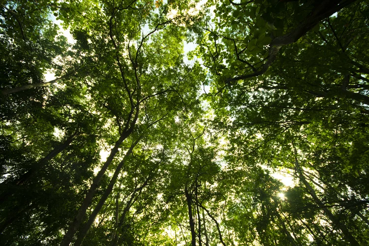 Celebrado em 5 de junho, Dia Mundial do Meio Ambiente é a maior plataforma global de divulgação da agenda ambiental; eventos no Brasil e mundo debatem a importância das causas ambientais para o futuro do planeta (IronHeart/Getty Images)