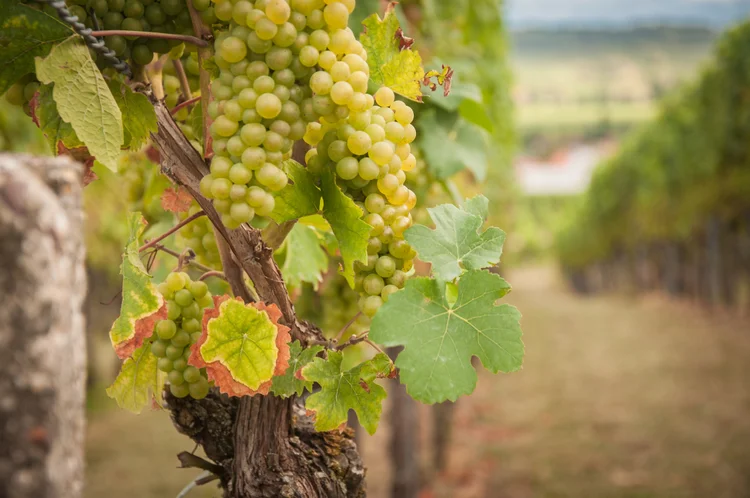 Vinhos chardonnay também harmonizam com queijos. (Grygorii Shvets/Getty Images)