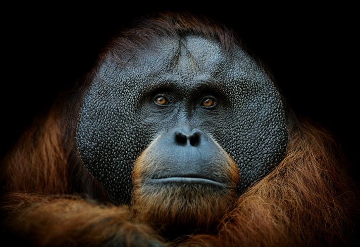 Orangotango ameaçado de extinção é visto fumando em zoológico no