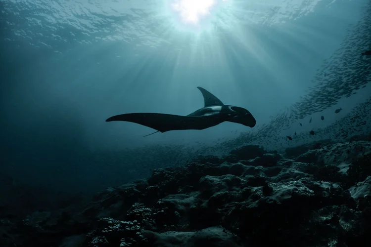 O programa das arraias Manta é liderado pelo renomado cientista, ecologista dos recifes de corais e conservacionista marinho, Mark Erdmann, da “Conservation International”. (Conservation International/MV Erdmann/Divulgação)