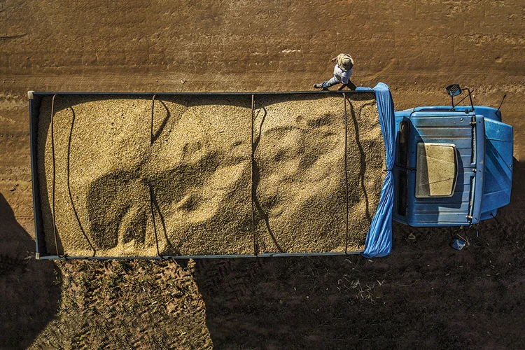 Milho produzido na Bahia: Apesar de sofrer as consequências da crise alimentar, o Brasil é considerado um dos países que fazem parte da solução (Dado Galdieri/Bloomberg/Getty Images)