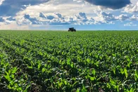 Imagem referente à notícia: Vidro que alimenta planta? USP desenvolve fertilizante sustentável para a agricultura