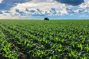 Safra de milho deve se manter em 127 milhões de toneladas no Brasil, prevê USDA