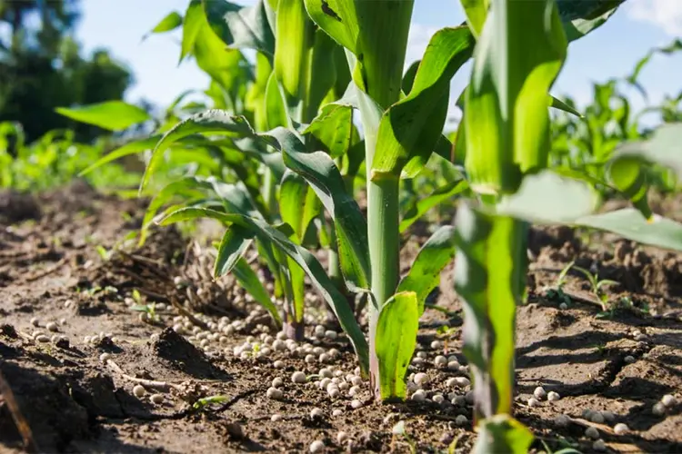 Sustentabilidade no campo: escolha e aplicação adequada contribuem na redução da pegada de carbono na produção de cereais (Yara/Divulgação)