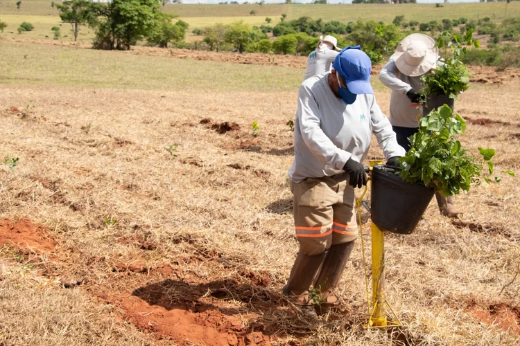 Regenera América: projeto atua na preservação de bioma degradados (Mercado Livre/Reprodução)