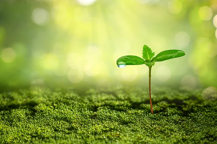 Bioinsumos movimentam mercado bilionário (Getty Images/Getty Images)