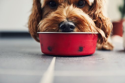 Alimentação para pets: Zee.Dog lança marca à base de ingredientes naturais (Getty Images/Getty Images)